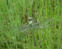 Ophiogomphus obscurus