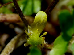 Ranunculus cheesemanii