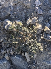Dalea mollissima
