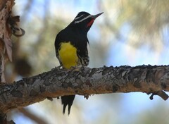 Sphyrapicus thyroideus