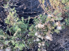 Ericameria ericoides