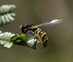 Sphaerophoria macrogaster