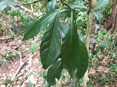 Pavetta australiensis