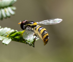 Sphaerophoria macrogaster
