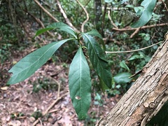 Pavetta australiensis