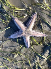Astropecten armatus