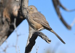 Toxostoma bendirei