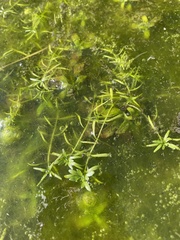 Callitriche heterophylla