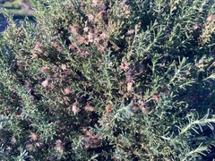 Ericameria ericoides