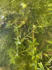Callitriche heterophylla