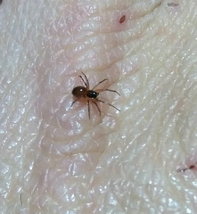 Ostearius melanopygius