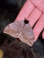 Automeris argentifera