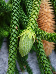 Araucaria columnaris