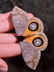 Automeris argentifera