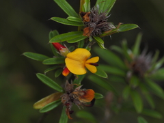 Pultenaea myrtoides