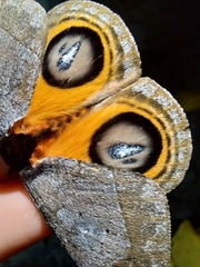 Automeris argentifera