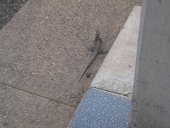 Ctenosaura macrolopha