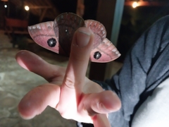 Automeris argentifera