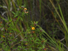 Pultenaea myrtoides
