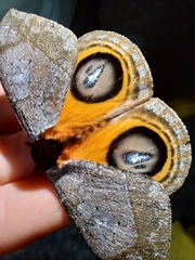 Automeris argentifera