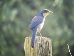 Aphelocoma insularis