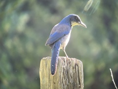 Aphelocoma insularis