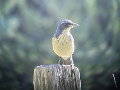 Aphelocoma insularis