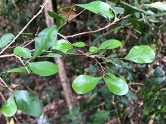 Planchonella cotinifolia