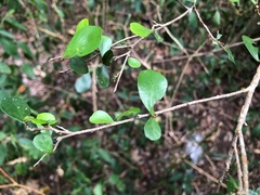 Planchonella cotinifolia