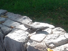 Ctenosaura macrolopha