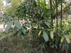 Tabernaemontana alternifolia