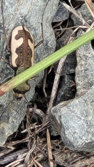 Neocicindela latecincta