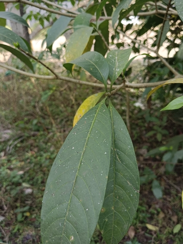 Image of Tabernaemontana alternifolia by (c) renjus box, some rights reserved (CC BY)
