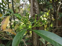 Tabernaemontana alternifolia