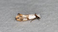 Monopis meliorella