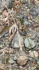 Neocicindela latecincta