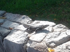 Ctenosaura macrolopha