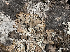 Punctelia stictica