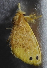 Artaxa digramma