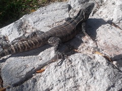 Ctenosaura macrolopha