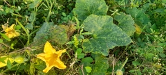 Cucurbita maxima