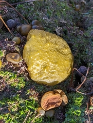 Colpomenia tuberculata