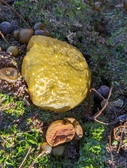 Colpomenia tuberculata