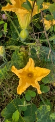 Cucurbita maxima
