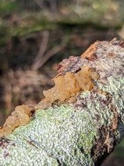 Myxarium nucleatum
