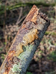Myxarium nucleatum