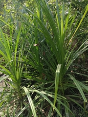 Pandanus odorifer