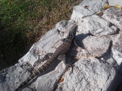 Ctenosaura macrolopha