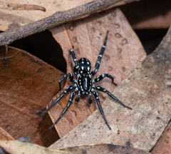Nyssus albopunctatus