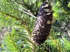 Abies koreana